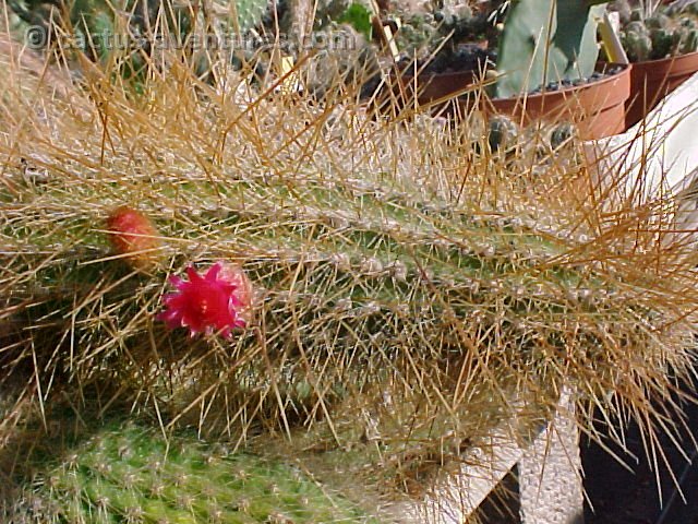 Cleistocactus buchtienii (1)
